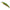 Vobler DUO Spearhead Ryuki 80S, ADA4059 Green Gold OB, 8cm, 12g