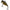 Vobler Illex Tn Trigon Sinking, Uv Secret Gold Baitfish, 7.3g, 3.8cm, 1buc/pac