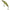 Vobler Illex Tricoroll Hw, Rt Spawning Vairon, 5.5cm, 3.5g, 1buc/pac