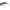 Vobler Jackall Tn50 Trigon, Sk Pearl Shad, 5.2cm, 11.2g