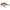 Vobler Lucky John Haira Tiny Shallow Pro Series 33F, 406, 3.3cm, 4g, 1buc/pac