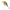 Vobler Mikado Cavalier, Floating, Brown Trout, 3.6g, 4cm, 1buc/pac