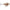 Vobler Rapala X-light Crank Shallow Runner Fncs03 Pupu, 3.5cm, 4g