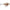 Vobler Rapala X-Light Crank Shallow Runner FNCS03 PUPU, 3.5cm, 4g
