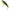Vobler Sakura Baffeur Jerk,  Eclipse Tiger, 69g, 12.5cm, 1buc/pac