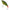 Vobler Sakura Baffeur Jerk, Golden Pike, 69g, 12.5cm, 1buc/pac