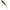 Vobler Sakura Pop N Dog 55f, Gill, 5.5cm, 7.7g, 1buc/pac