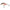 Vobler Salmo Slider Sd10f, Wrgs Wounded Real Grey Shiner,10cm, 36g