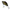 Vobler Salmo Tiny  Floating Diving Beetle 3cm 2g
