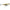 Vobler Storm Gomoku Popper Culoare TR 4cm 3g
