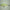 Vobler Zoner Minnow 50SP - #N-02 Chartreuse