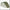 WINTERSKIN CARP ZOOM FANATIC