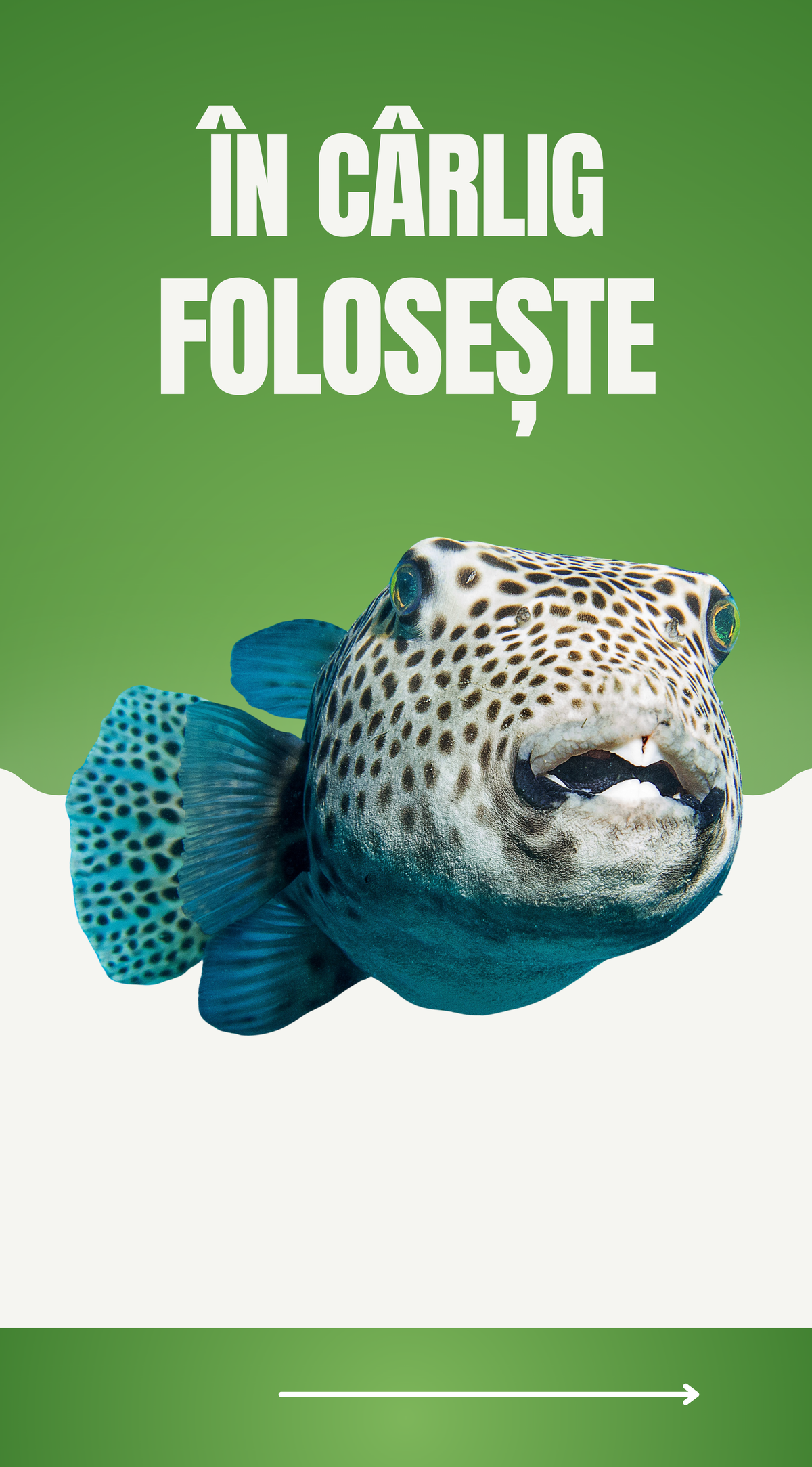 În Cârlig folosește